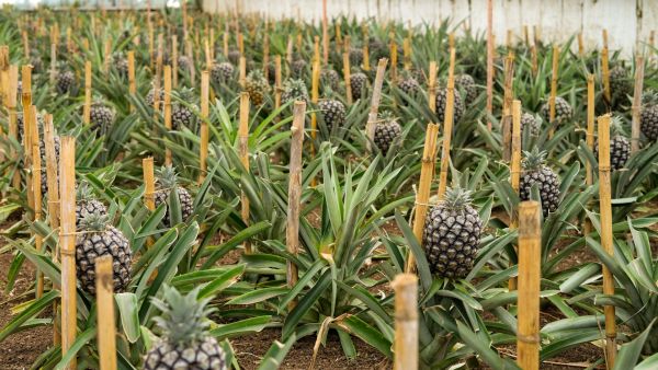 Découvrez les meilleurs fruits tropicaux à cultiver en serre urbaine