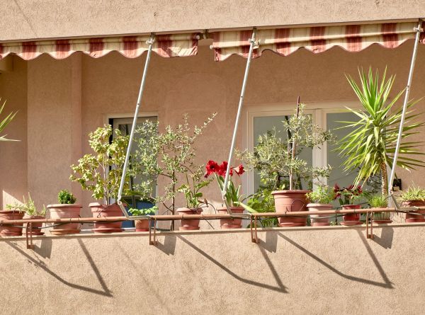 Les Meilleurs Arbustes Fruitiers pour Élever votre Balcon ensoleillé : Guide des Baies Idéales !